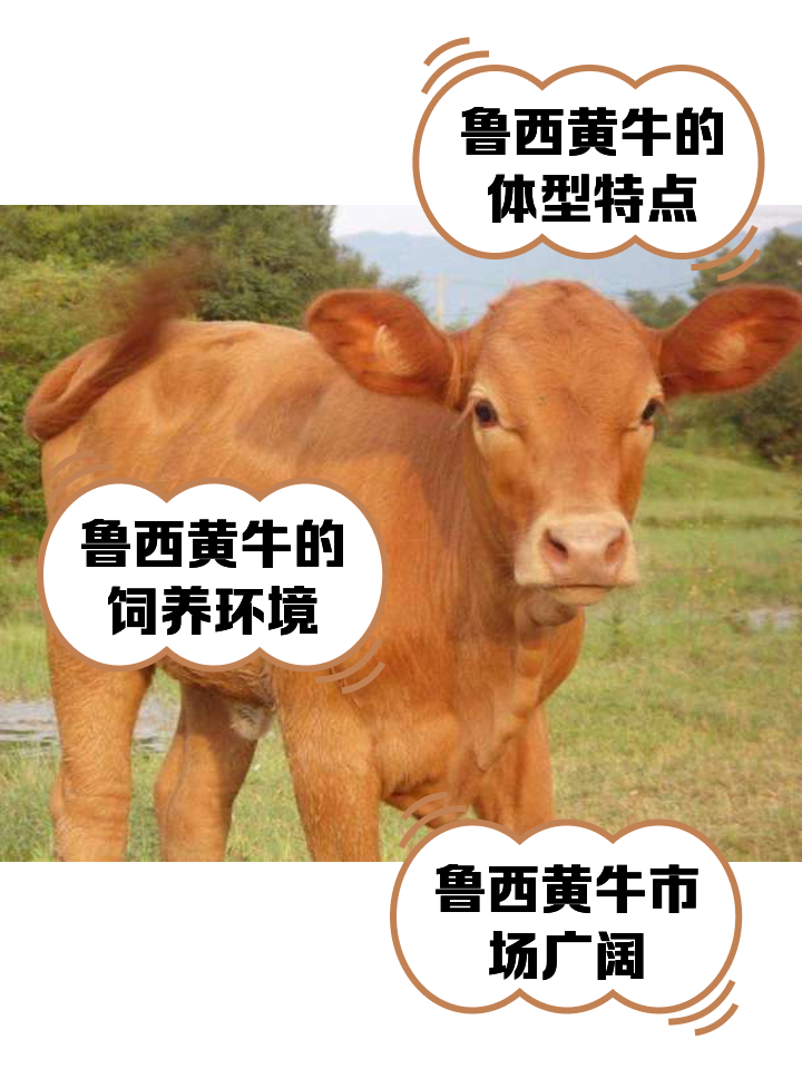 迪庆最新医保取现黄牛方法分析(最方便真实的迪庆医保取现黄牛怎么取方法)